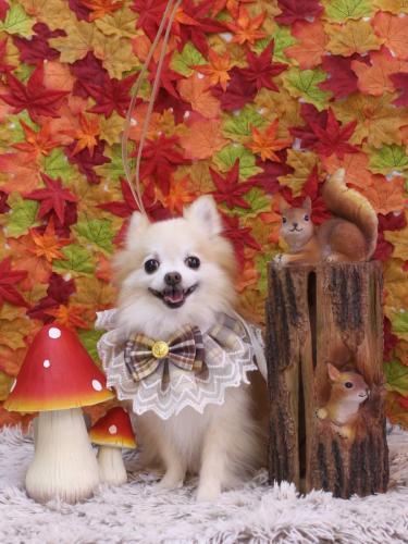 20241117小豆くん